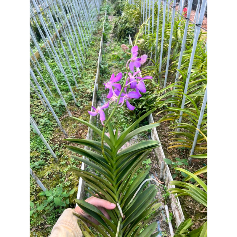 Mokara lai Vanda Màu Tím Huế Cho Hoa Quanh Năm