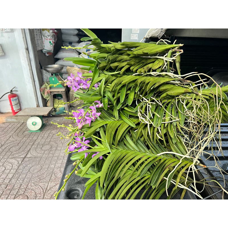 Mokara lai Vanda Màu Tím Huế Cho Hoa Quanh Năm