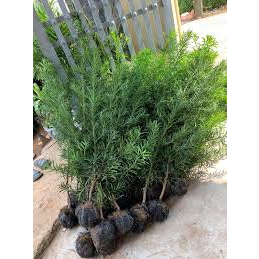 CÂY GIỐNG TÙNG LA HÁN -VẠN NIÊN TÙNG CÂY GIEO HẠT CAO 70 ĐẾN 80CM CHUẨN NHƯ HÌNH