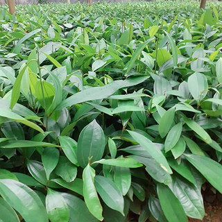 Combo 10 cây quế giống -cây cao 30-40cm