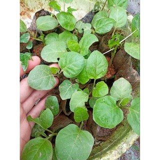 Cây giống cà tím,cà dái dê
