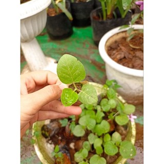 Cây giống cà tím,cà dái dê