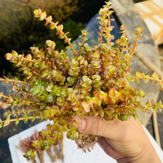 1 NGỌN Rotala Pearl Lá Cạn/Lá Nước - Cây Cắt Cắm - Cây Thủy Sinh