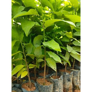 Cây giống na dai