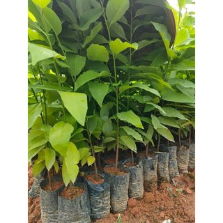 Cây giống na dai