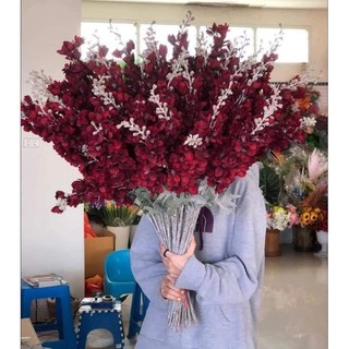 Hoa Giả, Cành Hoa Phi Yến Kép (hình thật)