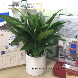 Chậu sứ trụ kèm cây lan ý trang trí nội thất