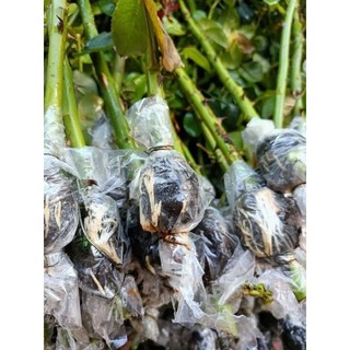 100g rễ lục bình khô