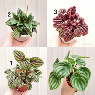 Cây hạnh tiên thảo, chỉ giao từ HN trở vào nam