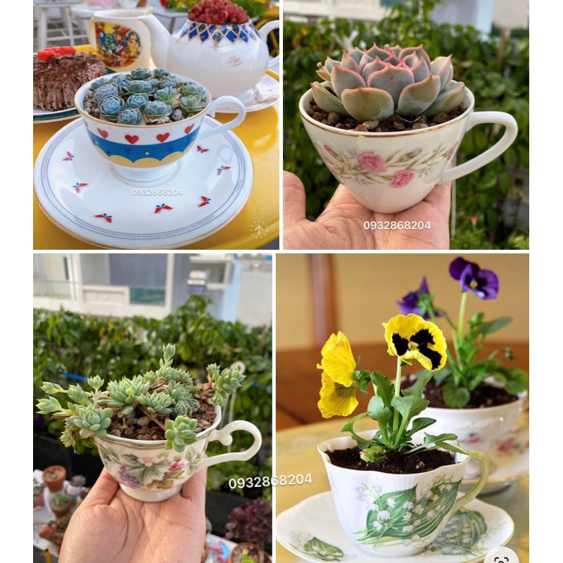 Chậu gốm Nhật dạng tách trà sứ mỏng hoặc vừa