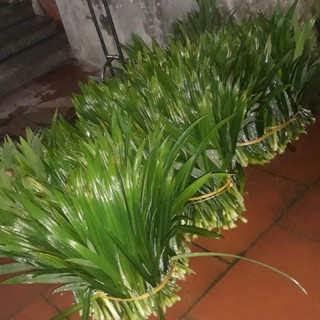 500gr lá dứa(lá nếp) thơm