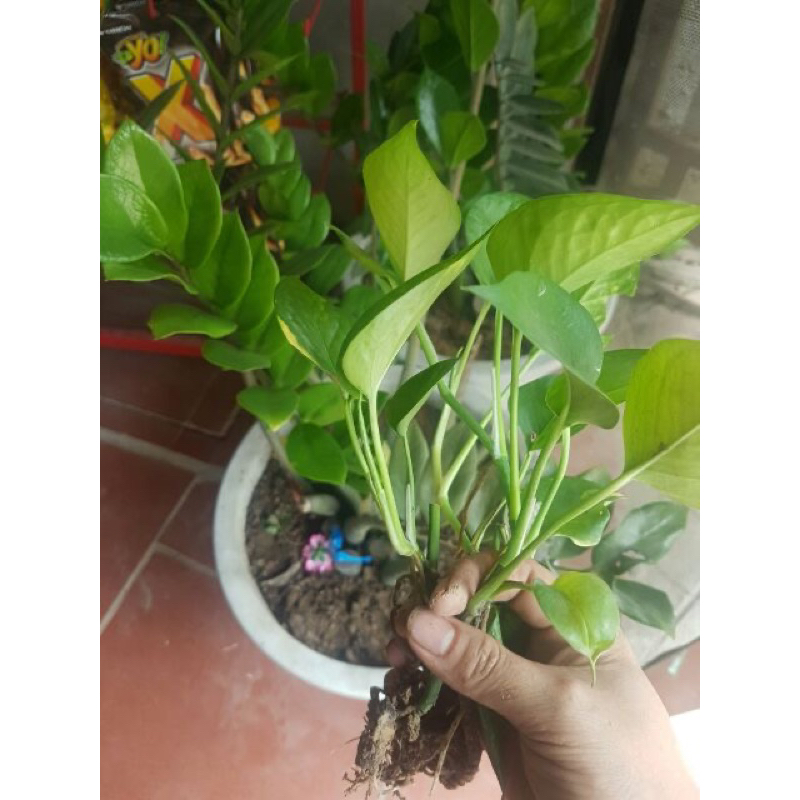 Combo 2 nhánh trầu bà xanh