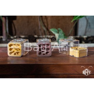 Tổ nuôi kiến /Tank kiến mini vuông