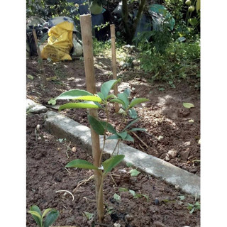 Cây mộc hương ta hoa vàng 35cm
