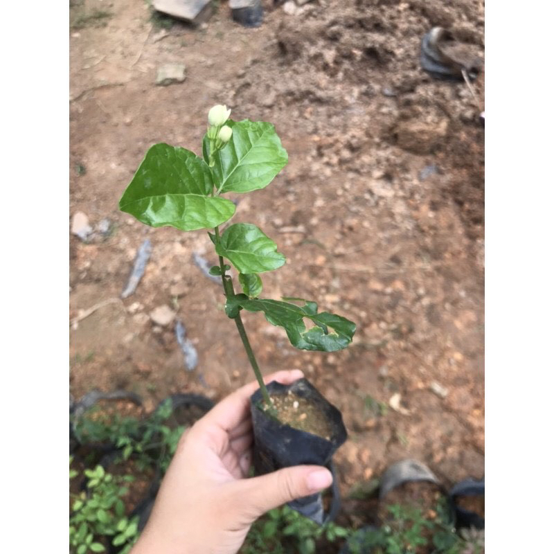Cây giống nhài ta 15-20cm