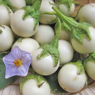 Hạt giống cà pháo trắng cao sản thái lan