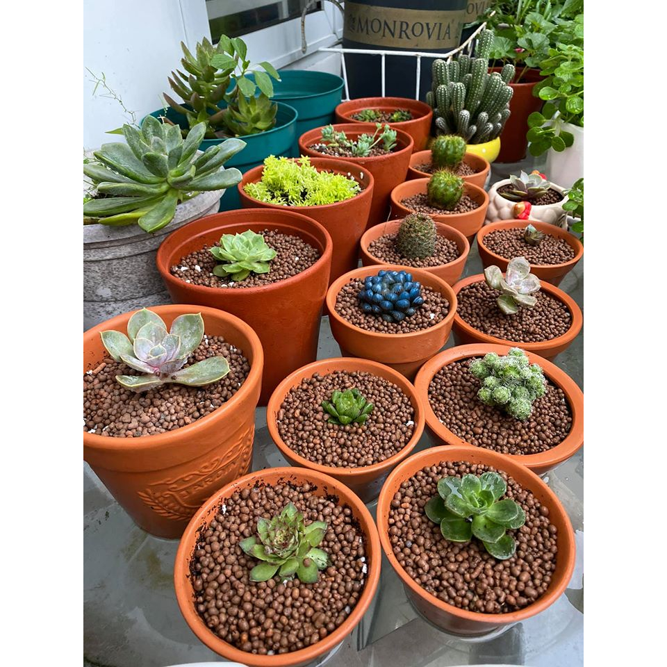 Hạt Đất Nung Popper Thái Lan - 3 Lít | Mocminigarden