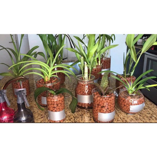 Hạt Đất Nung Popper Thái Lan - 3 Lít | Mocminigarden