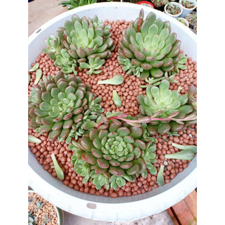 Hạt Đất Nung Popper Thái Lan - 3 Lít | Mocminigarden