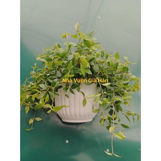 Chậu ốp tường trắng