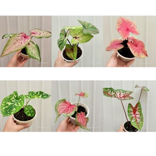 Cây môn màu Caladium nhiều loại, chỉ giao từ HN trở vào nam
