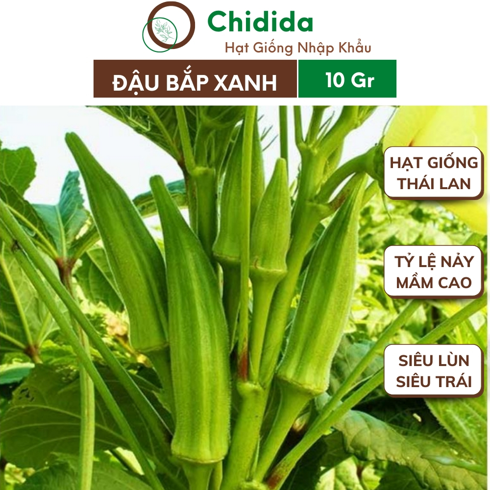 Hạt giống đậu bắp Chidida lùn siêu trái giống Thái Lan năng suất cao ngắn ngày 30 đến 45 ngày gói 10g