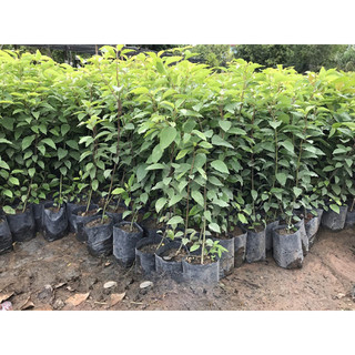 Cây long não giống-đẹp-giá trị kinh tế -cao từ 50-70cm