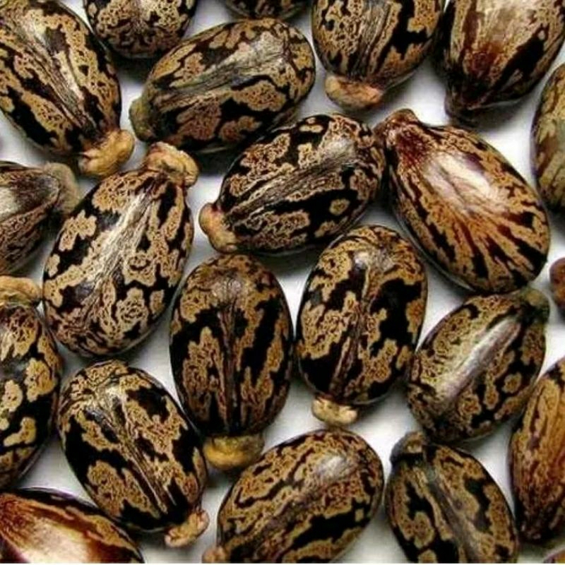 100g hạt thầu dầu tía