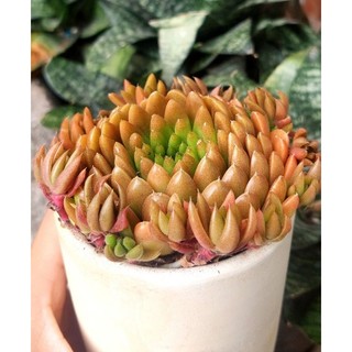 Sen đá Biến hình size trung