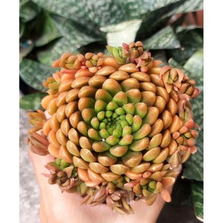 Sen đá Biến hình size trung