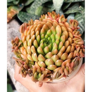 Sen đá Biến hình size trung