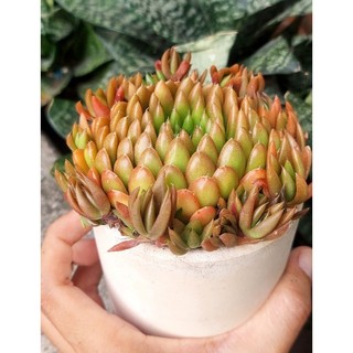 Sen đá Biến hình size trung