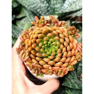 Sen đá Biến hình size trung