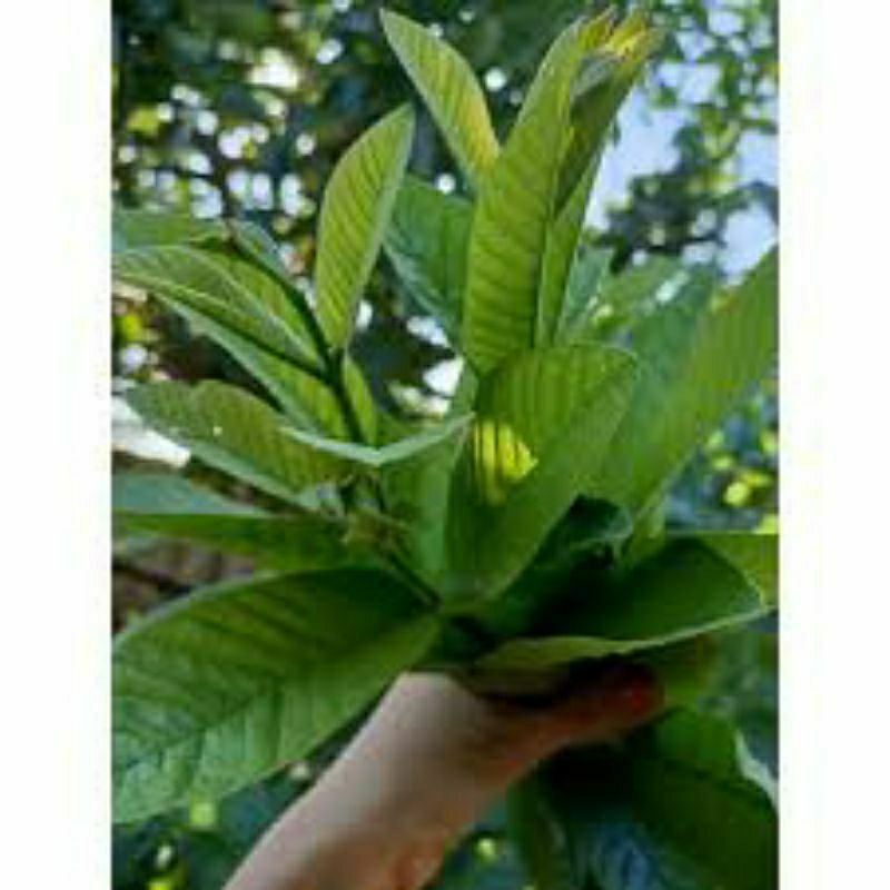 1kg đọt ổi ( búp ổi tươi và khô)