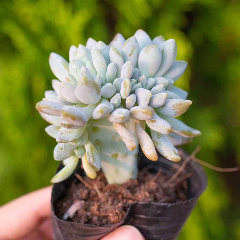 Sen đá giọt lệ 5-7cm - Vườn sen đá