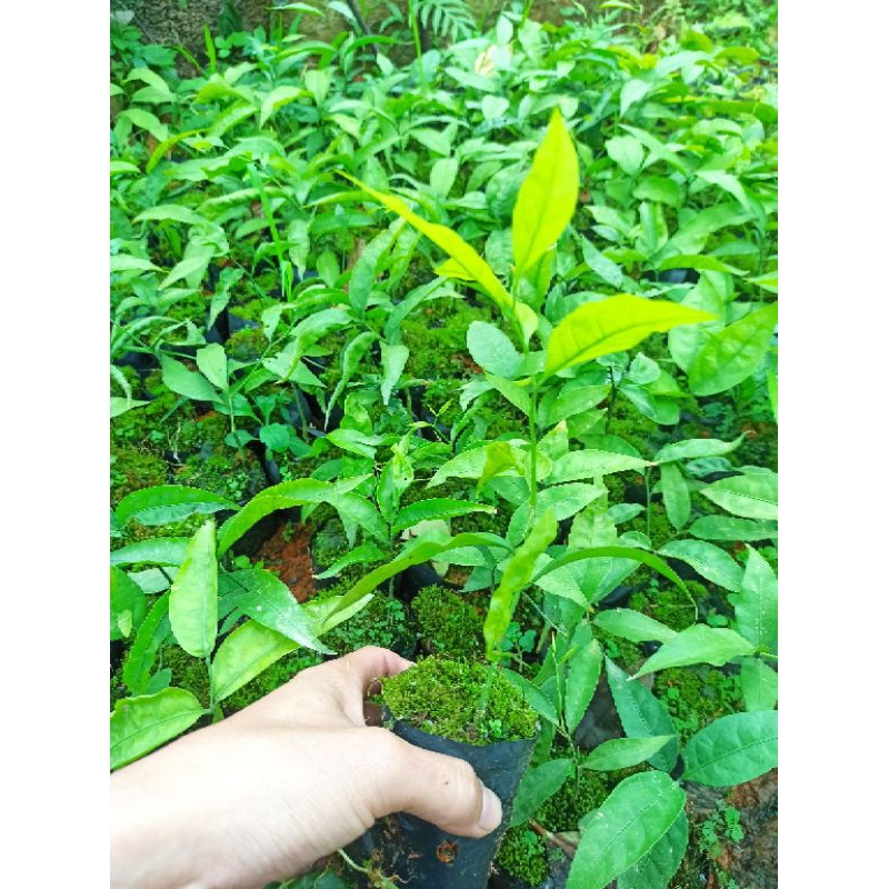 Rau ngót rừng, rau dược liệu quý, rau sắng