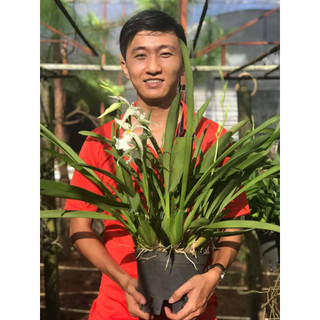 Combo Lan vũ nữ Tiên tử