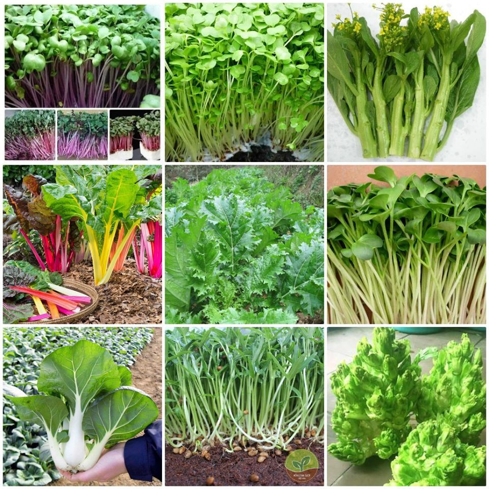 Combo hạt giống rau củ quả 1k các loại gói trồng thử