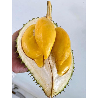 sầu riêng fumoni thái lan 1kí