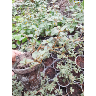 Chậu cây Rau Sam giống, chậu nhiều thân như hình chụp