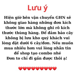 Cây giống trà tiên