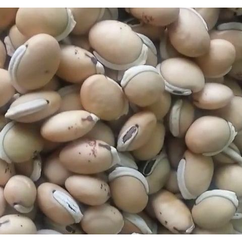 Đậu ván nấu chè / hạt đậu ván làm giống - 1kg loại 1