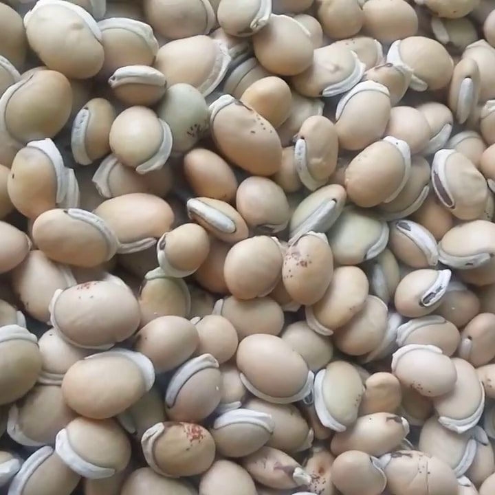 Đậu ván nấu chè / hạt đậu ván làm giống - 1kg loại 1