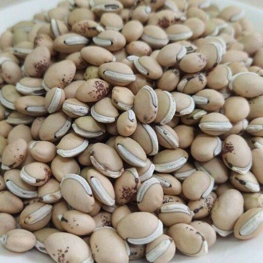 Đậu ván nấu chè / hạt đậu ván làm giống - 1kg loại 1