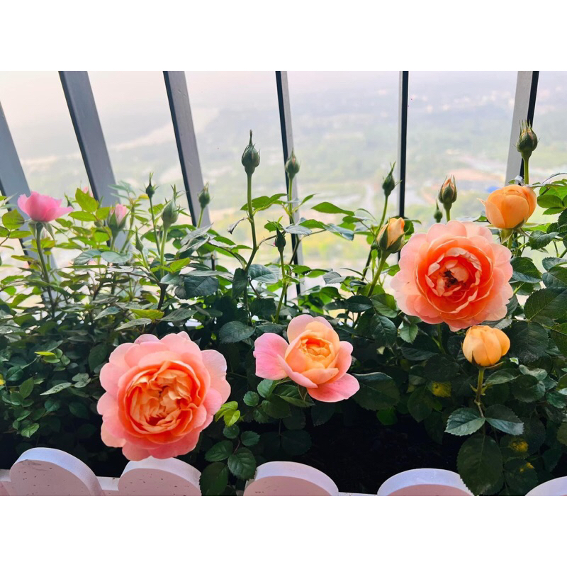 Hoa hồng tezza cam cá hồi siêng hoa, ít sâu bệnh, dễ chăm