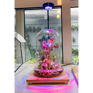 Đèn led kèm đế gỗ 3w - 5w-7w ánh sáng màu rgb