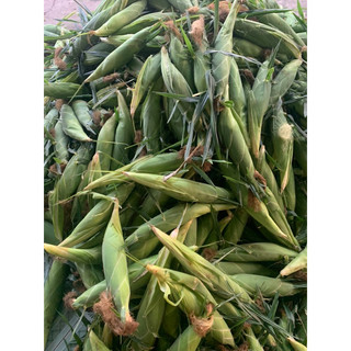 BẮP MỸ TƯƠI SIZE TO NHẤT