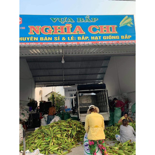 BẮP MỸ TƯƠI SIZE TO NHẤT