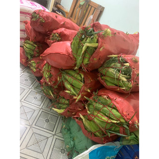 BẮP MỸ TƯƠI SIZE TO NHẤT