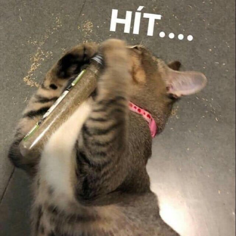 Cỏ dành cho mèo Canip